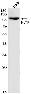 Rabbit Monoclonal Antibody to HLTF