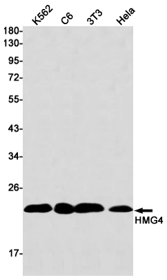 Rabbit Monoclonal Antibody to HMG4