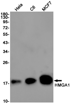 Rabbit Monoclonal Antibody to HMGA1