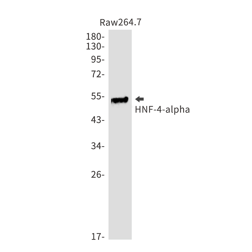 Rabbit Monoclonal Antibody to HNF 4 alpha