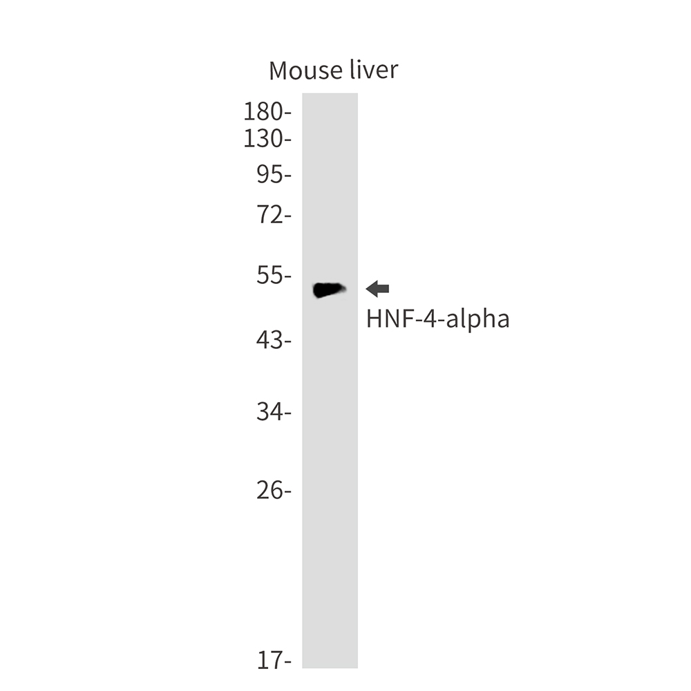 Rabbit Monoclonal Antibody to HNF 4 alpha