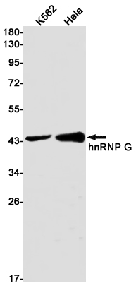 Rabbit Monoclonal Antibody to hnRNP G