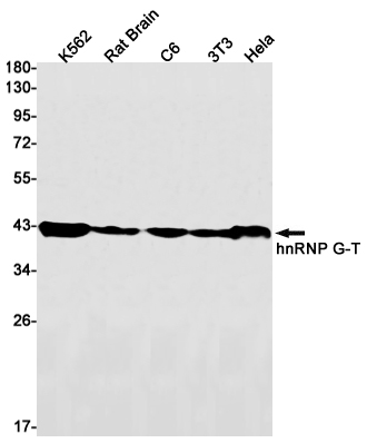 Rabbit Monoclonal Antibody to hnRNP G T