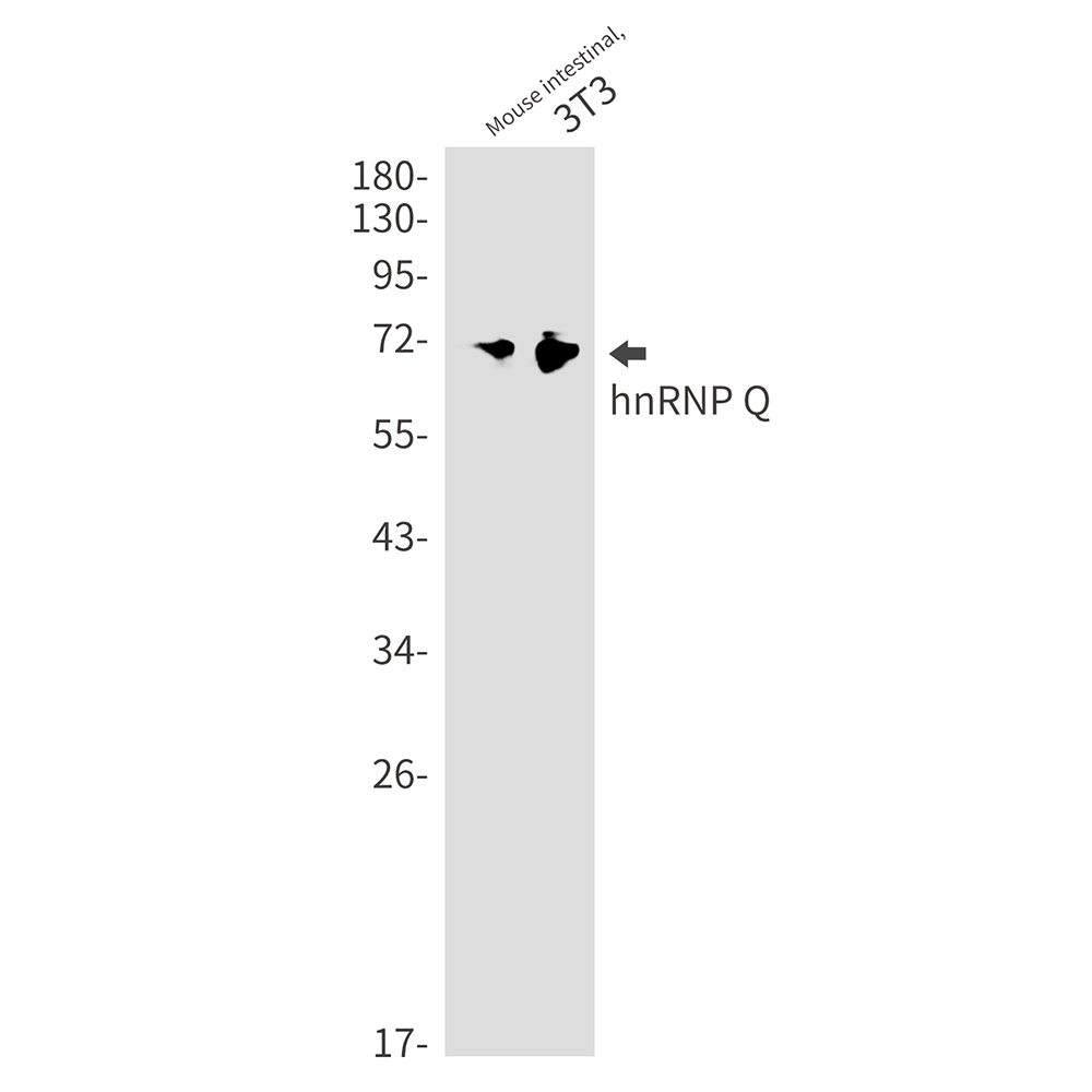 Rabbit Monoclonal Antibody to hnRNP Q