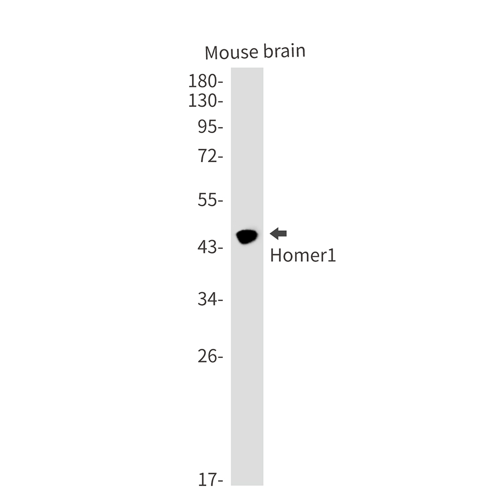 Rabbit Monoclonal Antibody to Homer1
