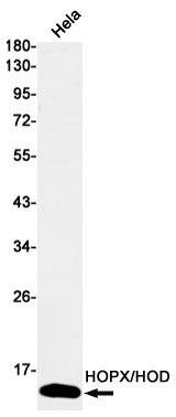 Rabbit Monoclonal Antibody to HOPX