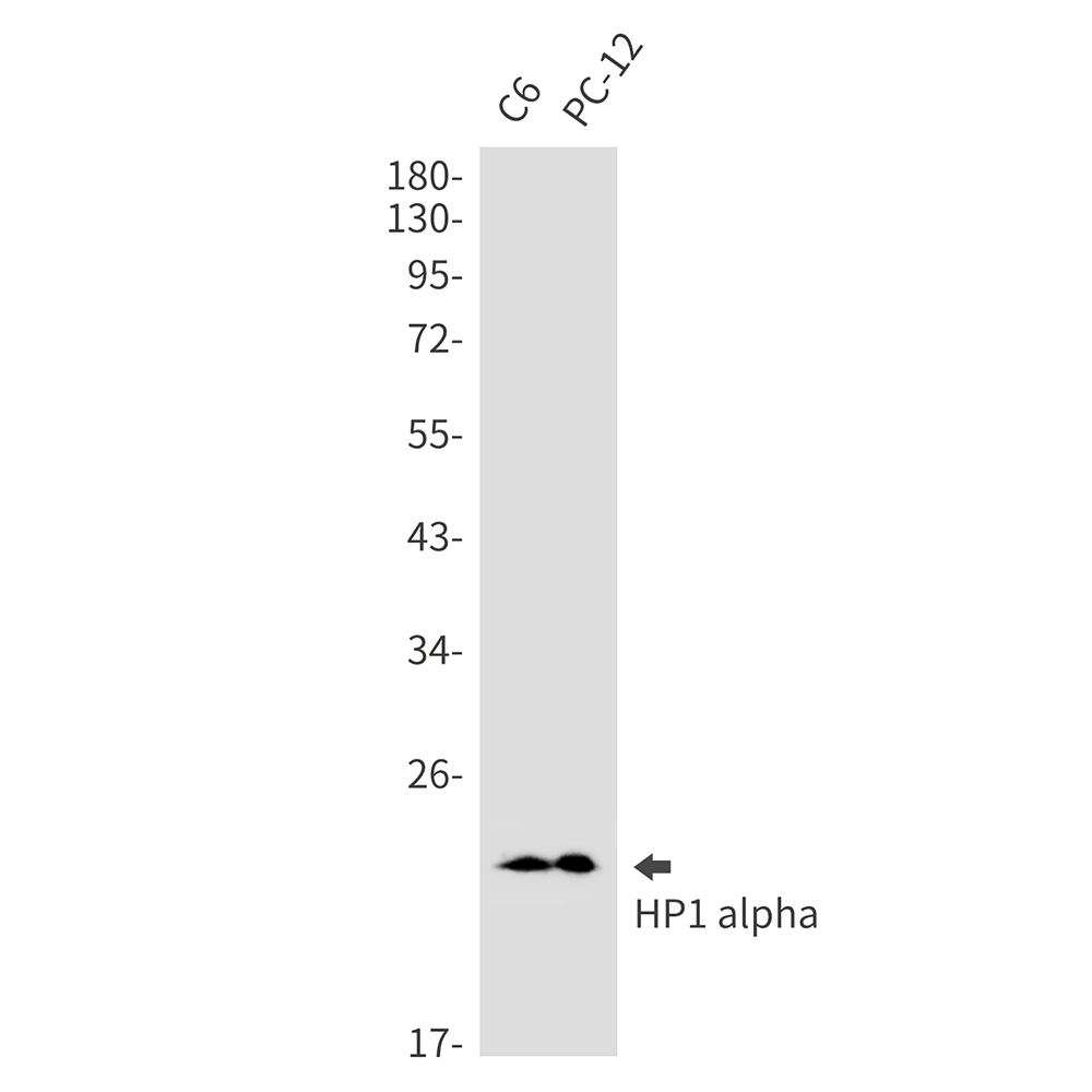 Rabbit Monoclonal Antibody to HP1 alpha