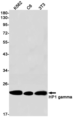 Rabbit Monoclonal Antibody to HP1 gamma