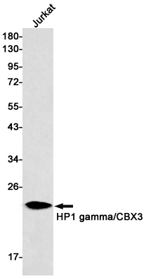 Rabbit Monoclonal Antibody to HP1 gamma