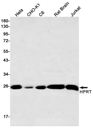 Rabbit Monoclonal Antibody to HPRT