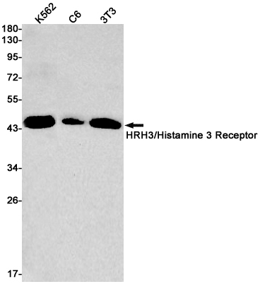 Rabbit Monoclonal Antibody to HRH3