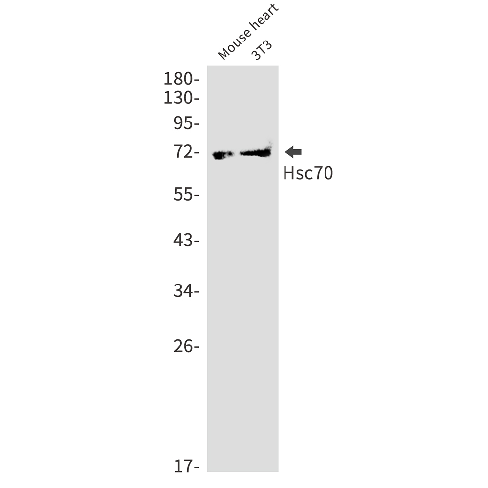 Rabbit Monoclonal Antibody to Hsc70