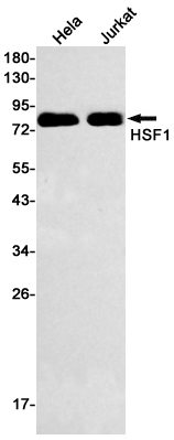 Rabbit Monoclonal Antibody to Hsf1