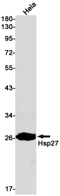 Rabbit Monoclonal Antibody to Hsp27