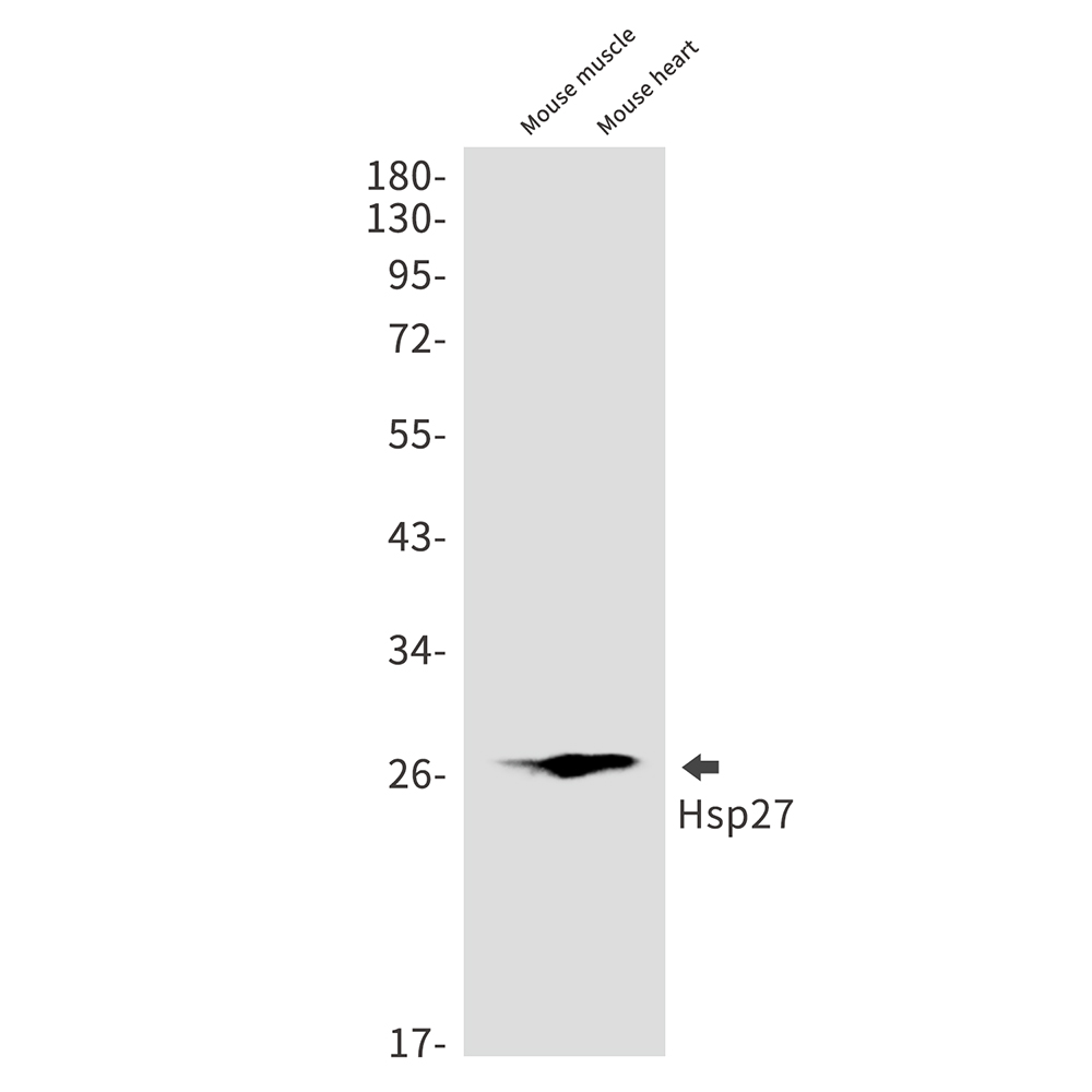 Rabbit Monoclonal Antibody to Hsp27
