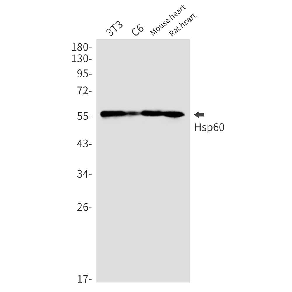 Rabbit Monoclonal Antibody to Hsp60