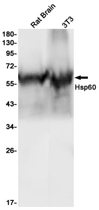 Rabbit Monoclonal Antibody to Hsp60