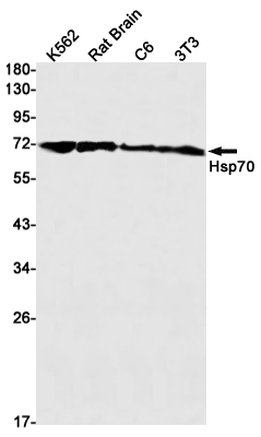 Rabbit Monoclonal Antibody to Hsp70