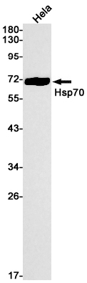 Rabbit Monoclonal Antibody to Hsp70