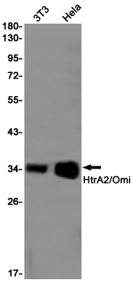 Rabbit Monoclonal Antibody to HtrA2
