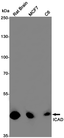 Rabbit Monoclonal Antibody to ICAD