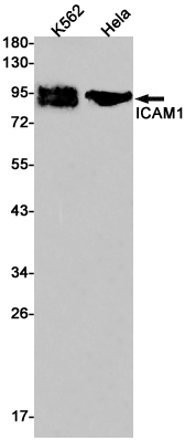 Rabbit Monoclonal Antibody to ICAM1