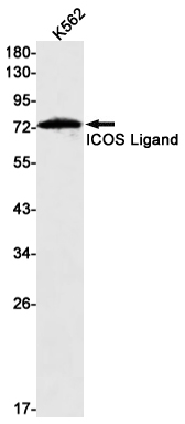 Rabbit Monoclonal Antibody to ICOS Ligand