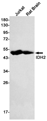 Rabbit Monoclonal Antibody to IDH2