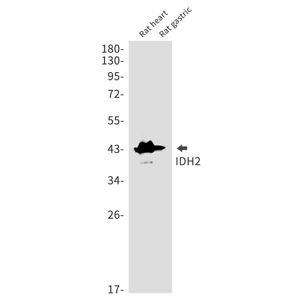 Rabbit Monoclonal Antibody to IDH2