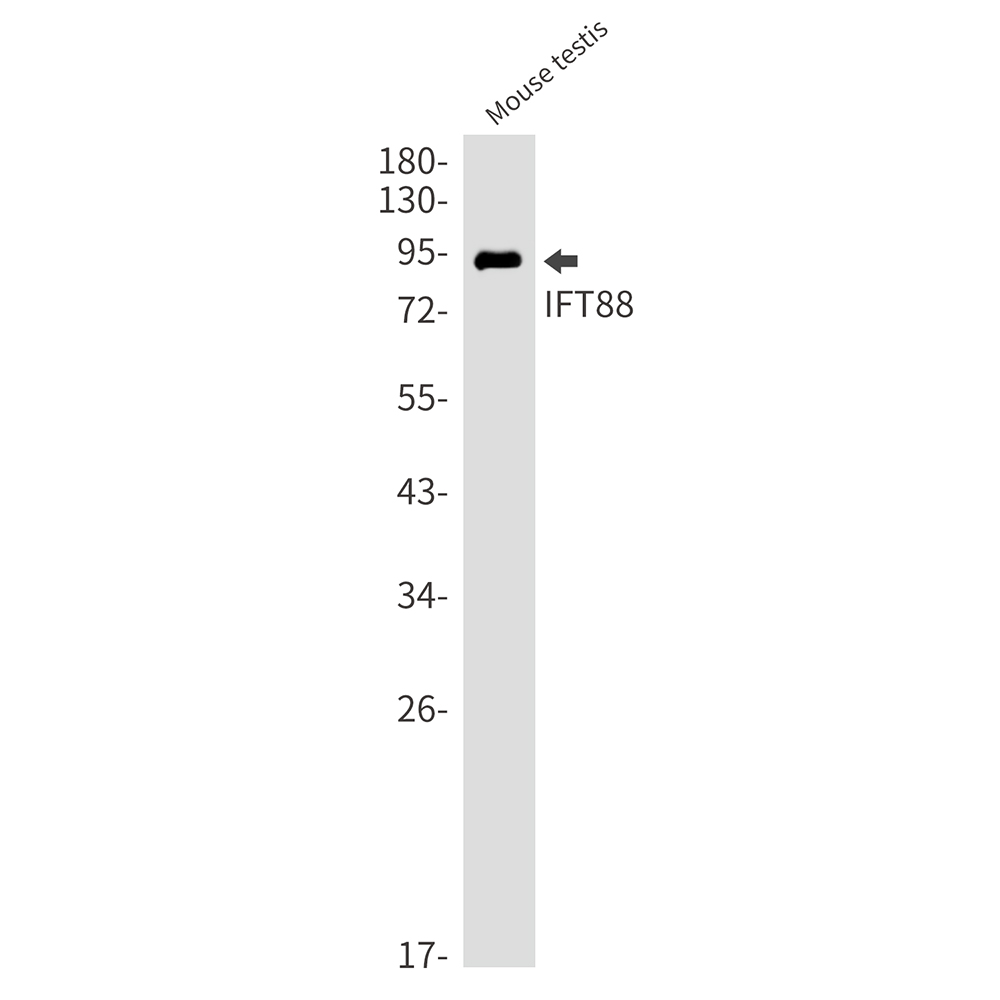 Rabbit Monoclonal Antibody to IFT88