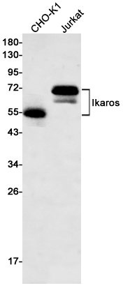 Rabbit Monoclonal Antibody to Ikaros