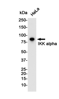 Rabbit Monoclonal Antibody to IKK alpha