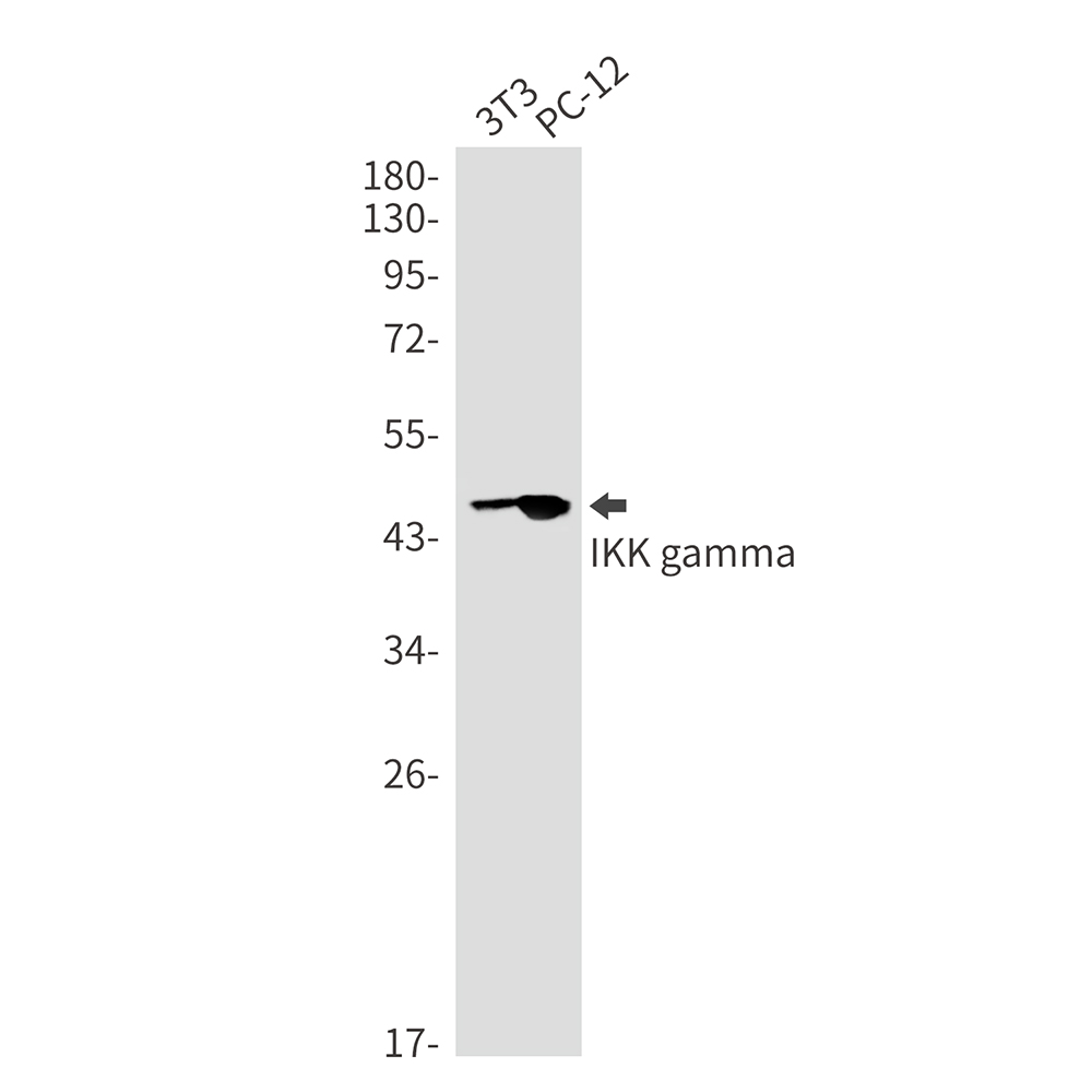 Rabbit Monoclonal Antibody to IKK gamma