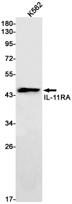Rabbit Monoclonal Antibody to IL-11 Receptor alpha