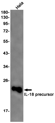 Rabbit Monoclonal Antibody to IL-18