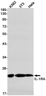 Rabbit Monoclonal Antibody to IL-1 Receptor Antagonist Protein
