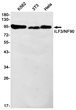 Rabbit Monoclonal Antibody to ILF3