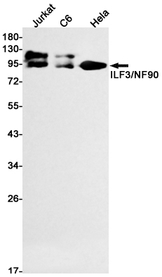 Rabbit Monoclonal Antibody to ILF3
