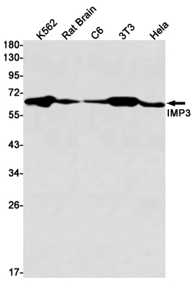 Rabbit Monoclonal Antibody to IMP3