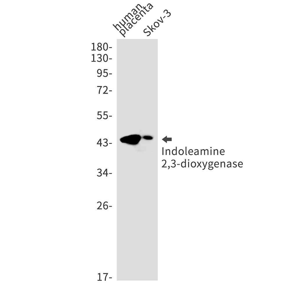 Rabbit Monoclonal Antibody to Indoleamine 2,3-dioxygenase