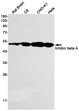 Rabbit Monoclonal Antibody to Inhibin beta A