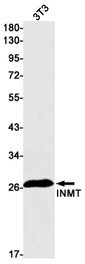 Rabbit Monoclonal Antibody to INMT