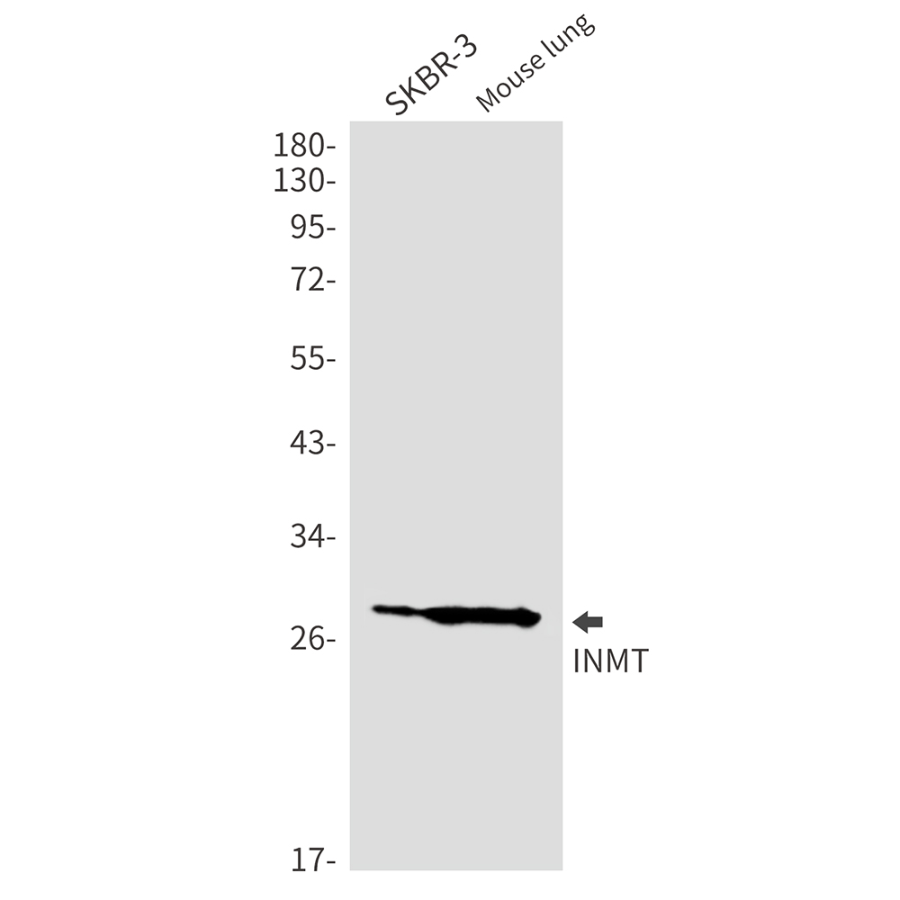 Rabbit Monoclonal Antibody to INMT