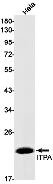 Rabbit Monoclonal Antibody to ITPA