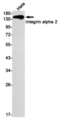 Rabbit Monoclonal Antibody to Integrin alpha 2
