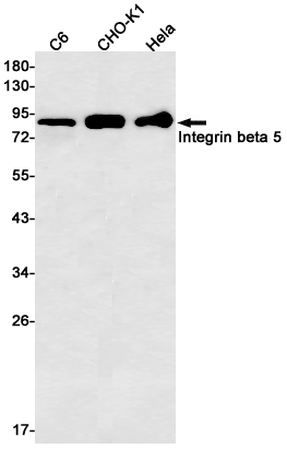 Rabbit Monoclonal Antibody to Integrin beta 5