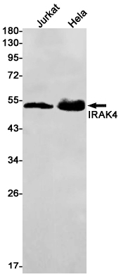 Rabbit Monoclonal Antibody to IRAK4