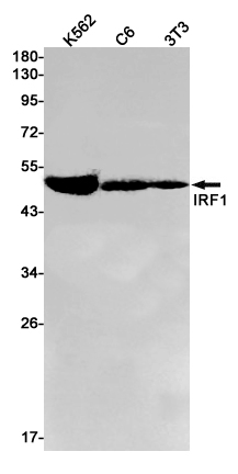 Rabbit Monoclonal Antibody to IRF1