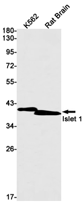 Rabbit Monoclonal Antibody to Islet 1