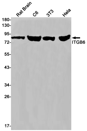 Rabbit Monoclonal Antibody to Integrin beta 6